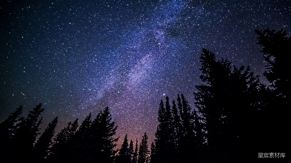 高清摄影 壁纸 夜晚从虫眼视角看树木