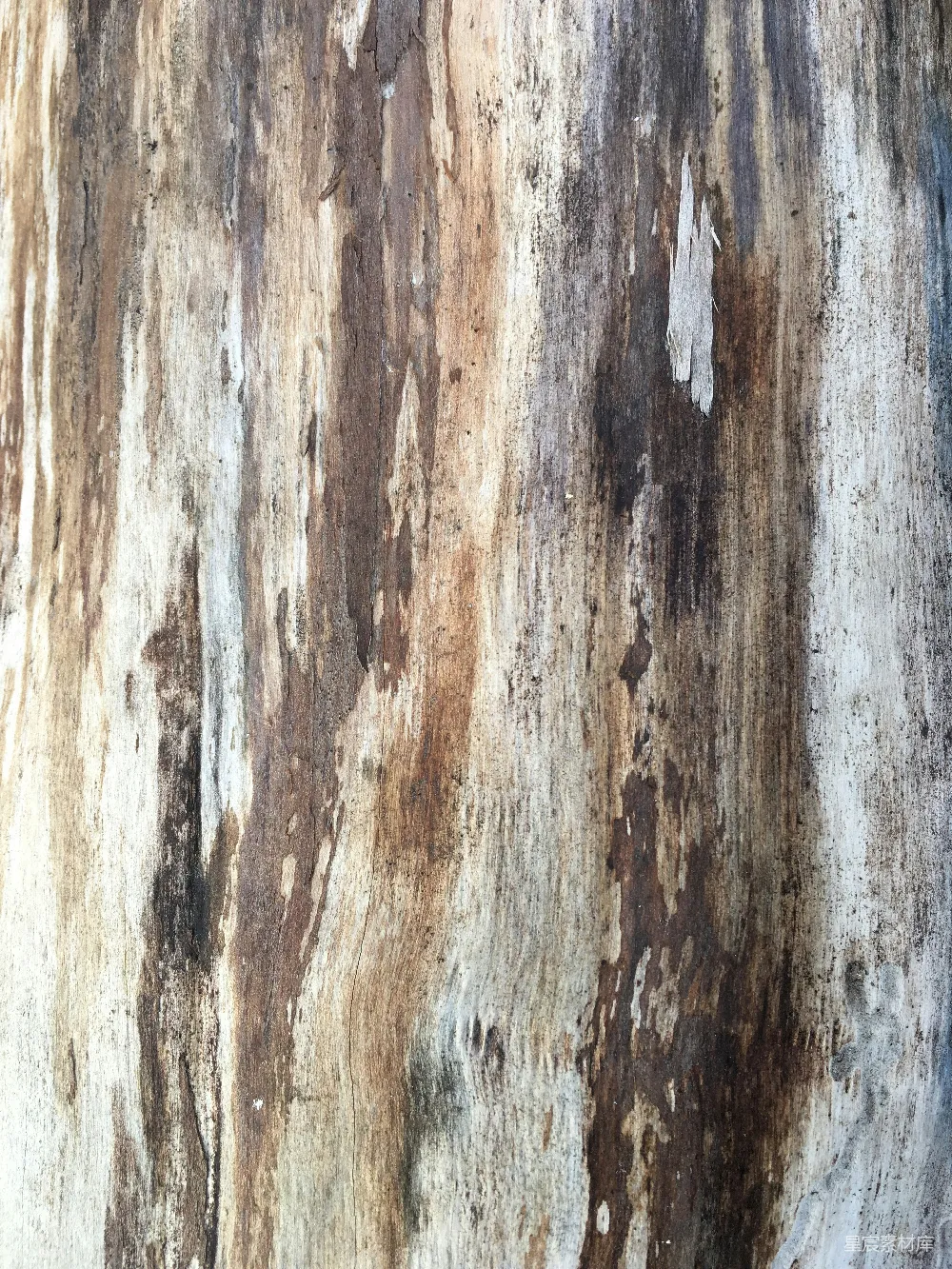高清摄影 壁纸 实验性 树干的特写照片，上面有剥落的油漆。