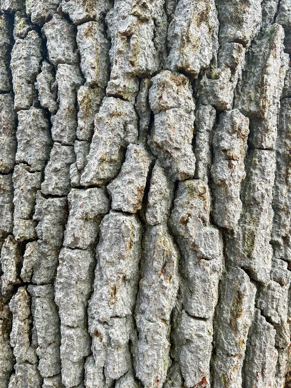 高清摄影 自然 树皮的特写镜头