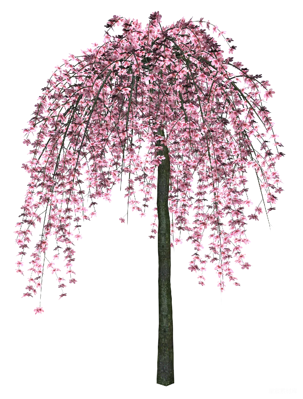 元素素材 樱花 植物 自然 垂枝樱花树