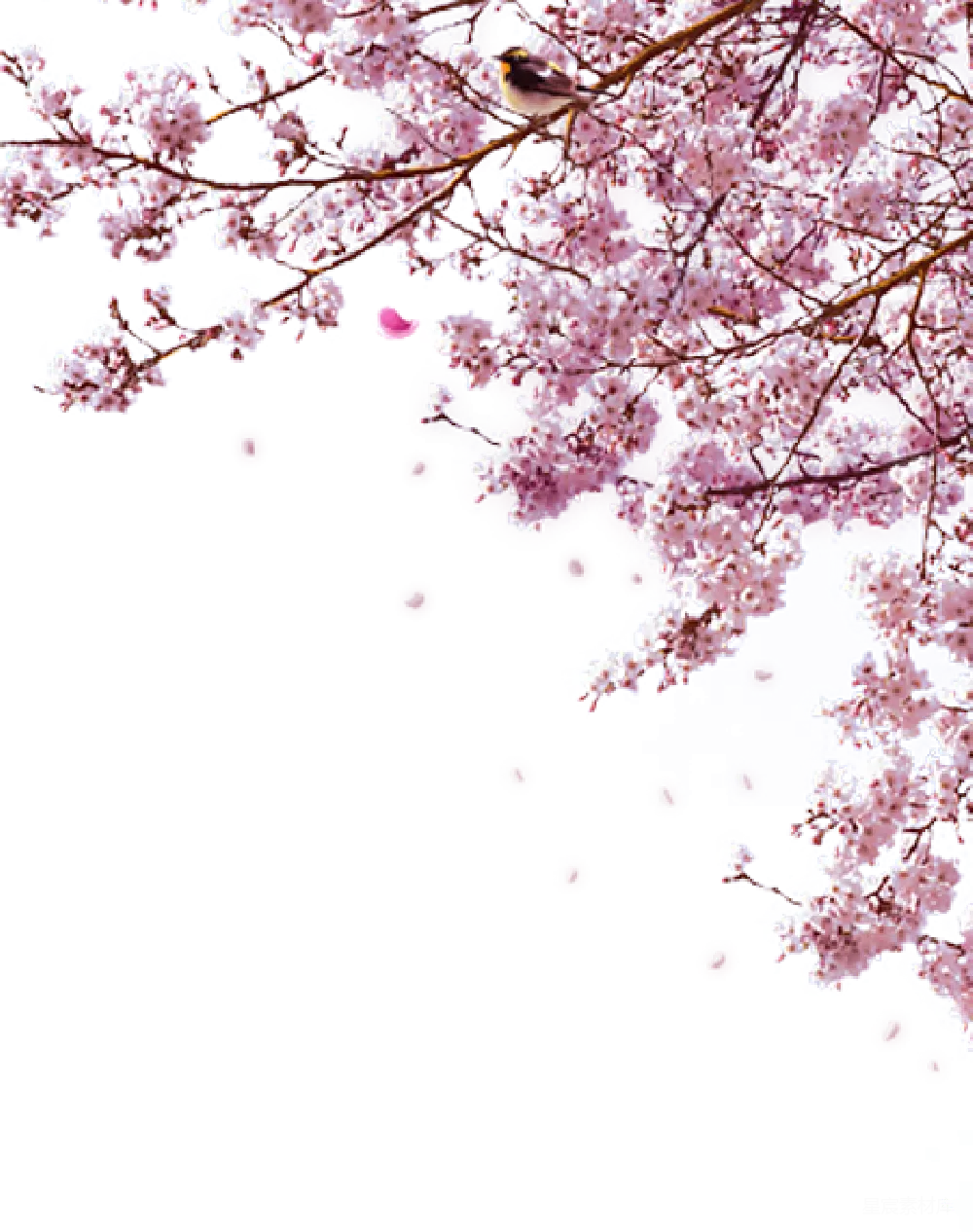 元素素材 元素 樱花
