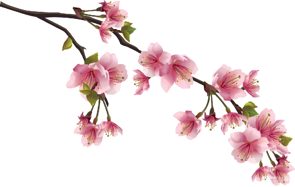 元素素材 元素 樱花