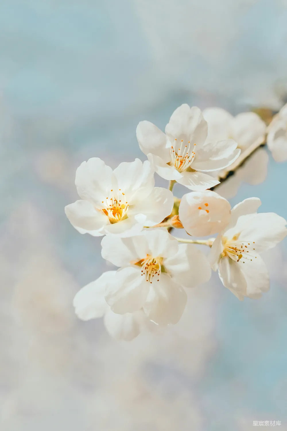 高清摄影 自然 春天 白樱桃 Blossom 在特写摄影中的景象