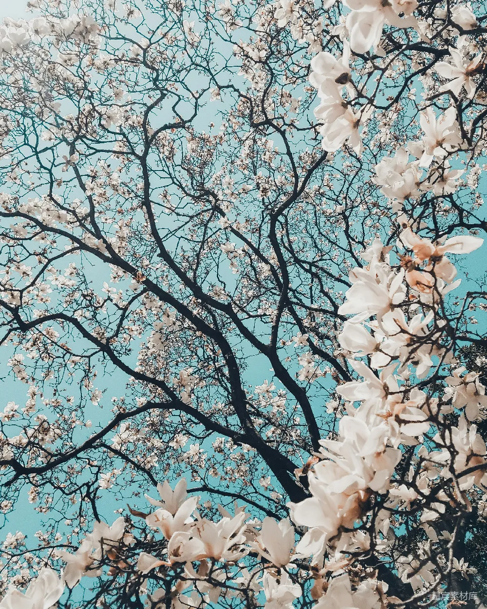 高清摄影 樱花树盛开