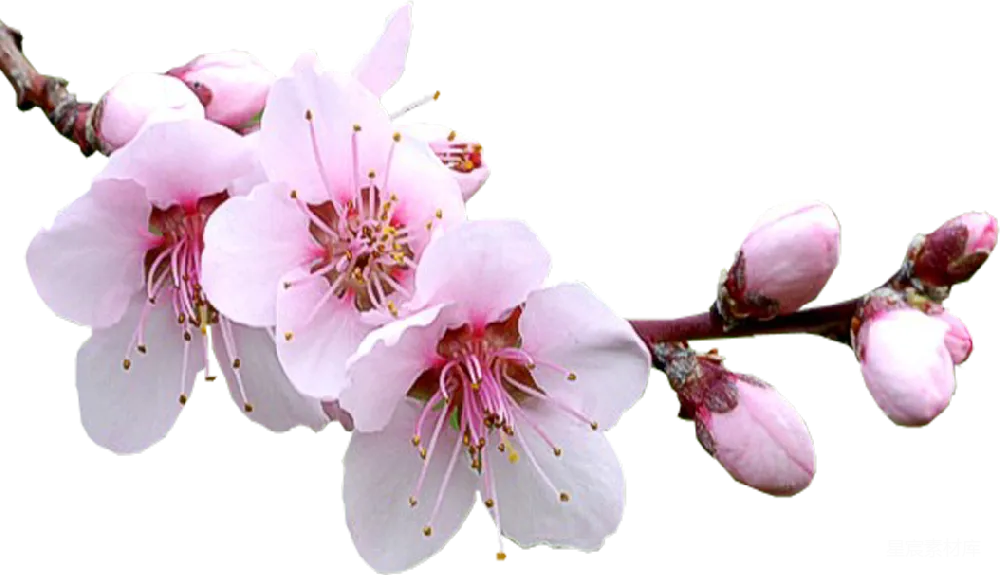 元素素材 元素 樱花
