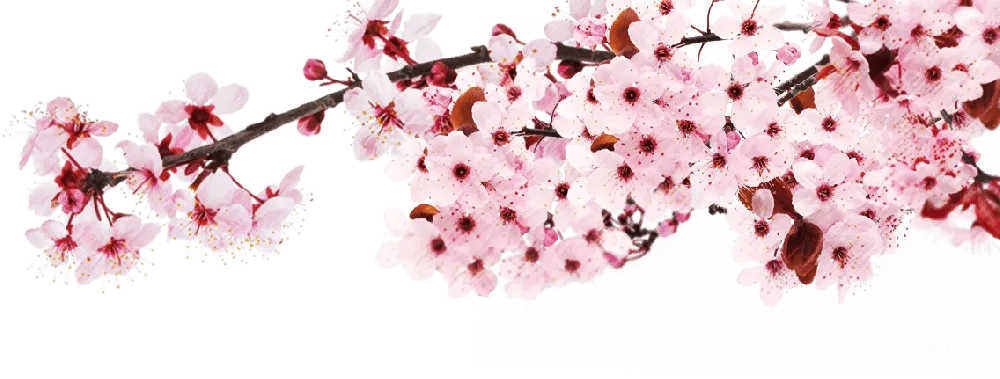 元素素材 樱花