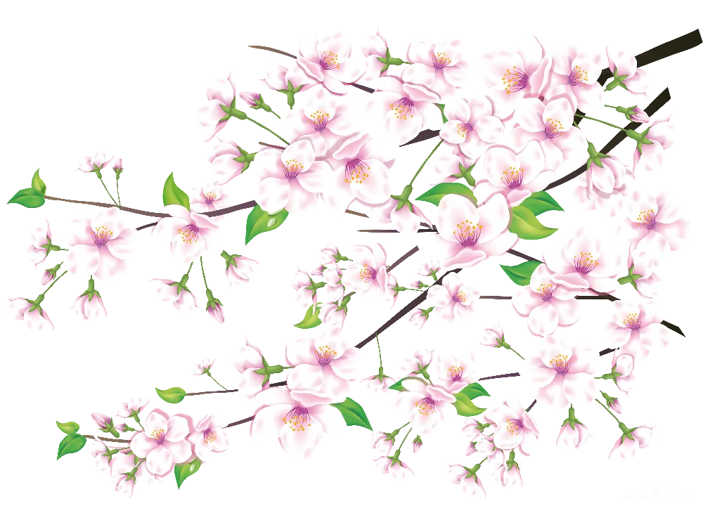 元素素材 樱花 花卉 自然 盛开的粉色樱花枝条