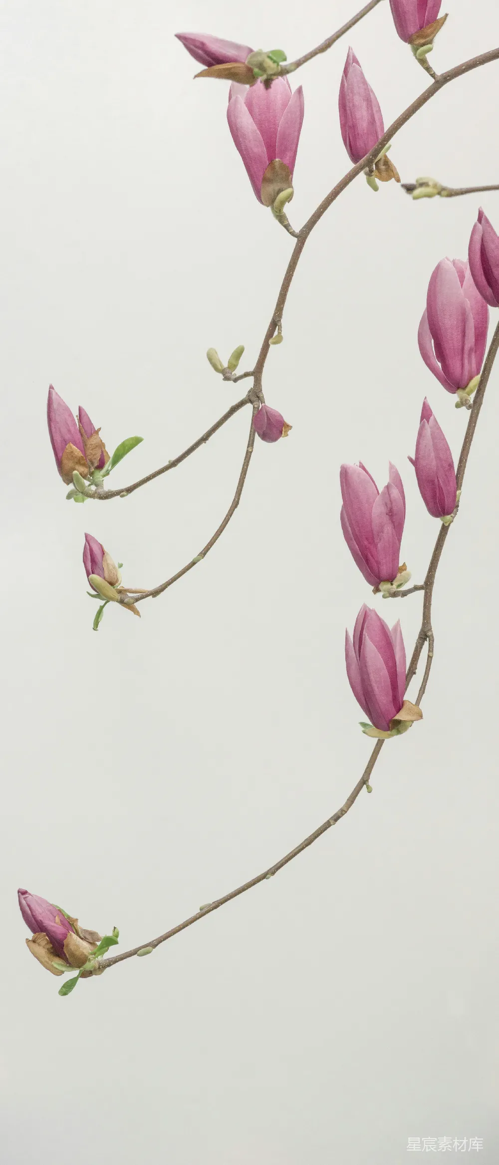 高清摄影 玉兰花 自然 花卉 春季 静谧 粉色花瓣花卉壁纸