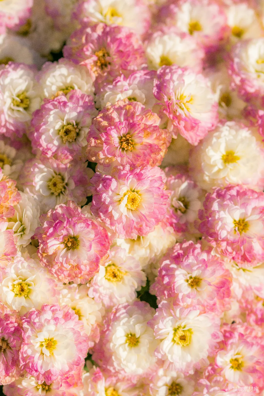 高清摄影  白 pink 花瓣花_lot
