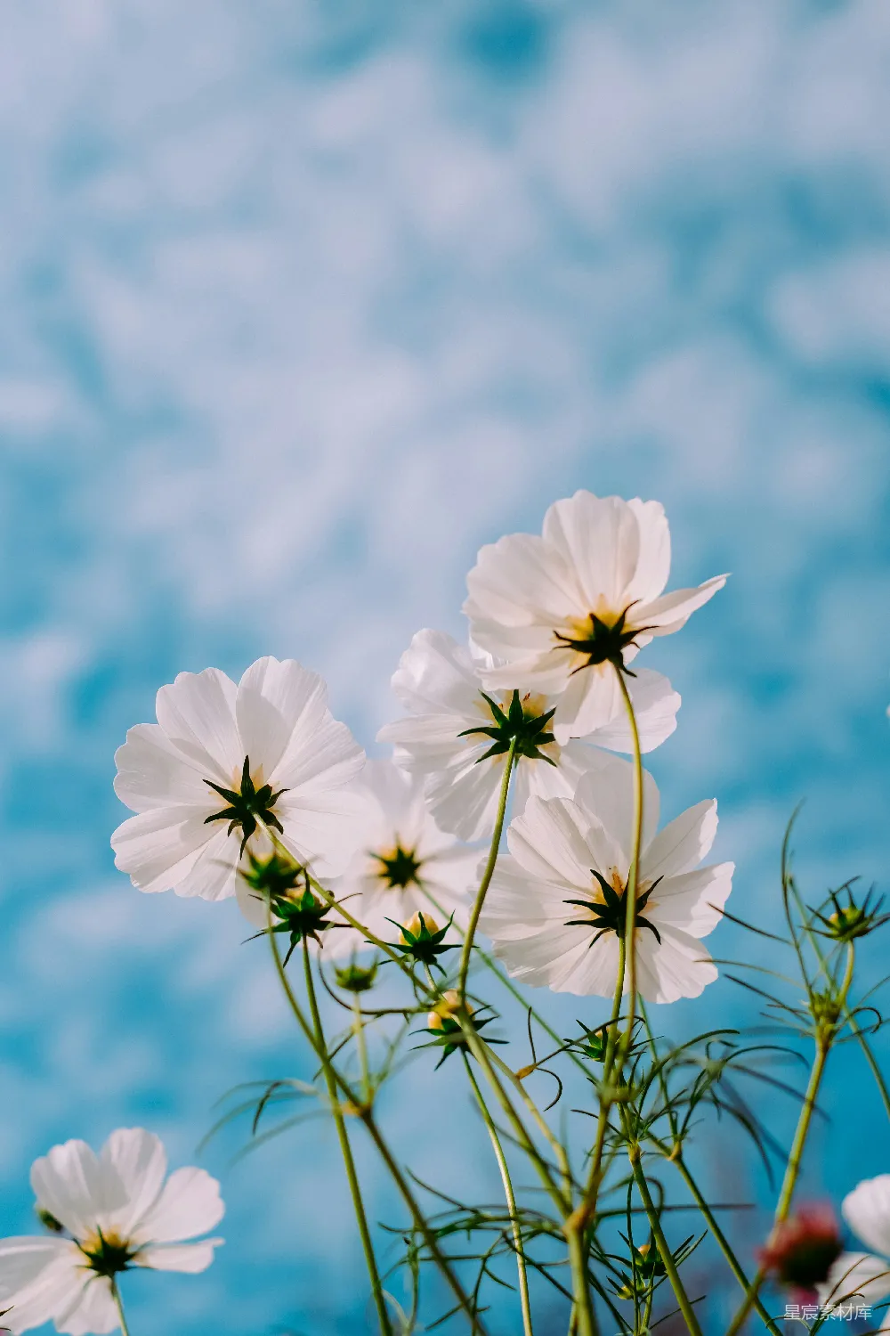高清摄影 春天 白天开白花瓣花朵