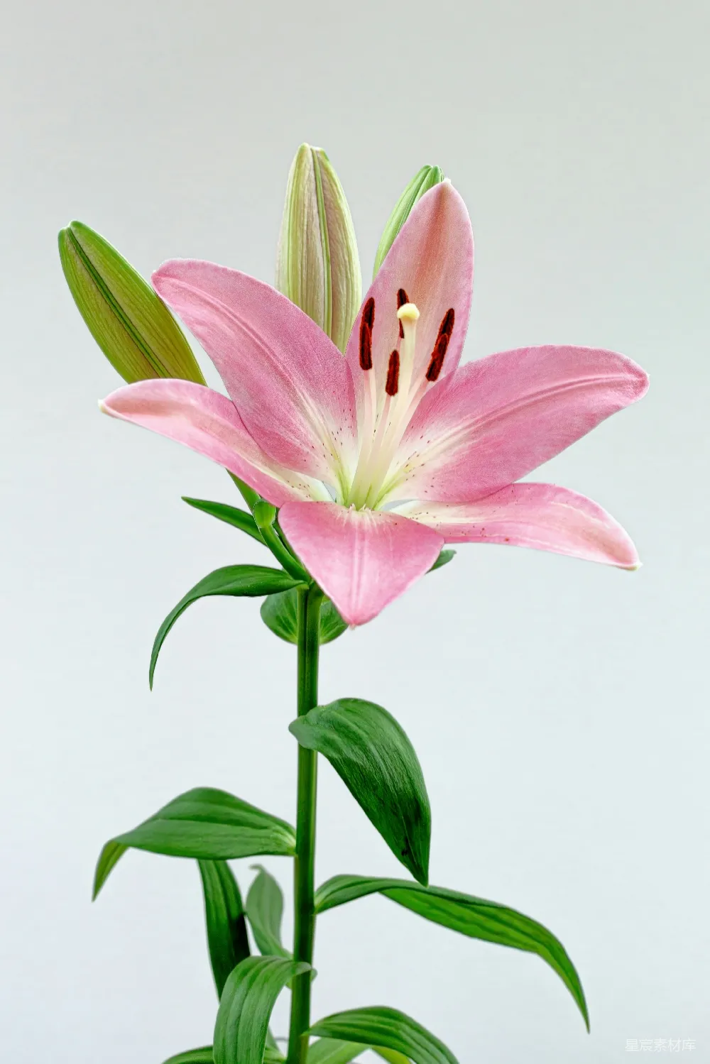 高清摄影 百合花 粉色 自然 花卉 植物 花瓶里一朵带绿叶的粉色花朵。