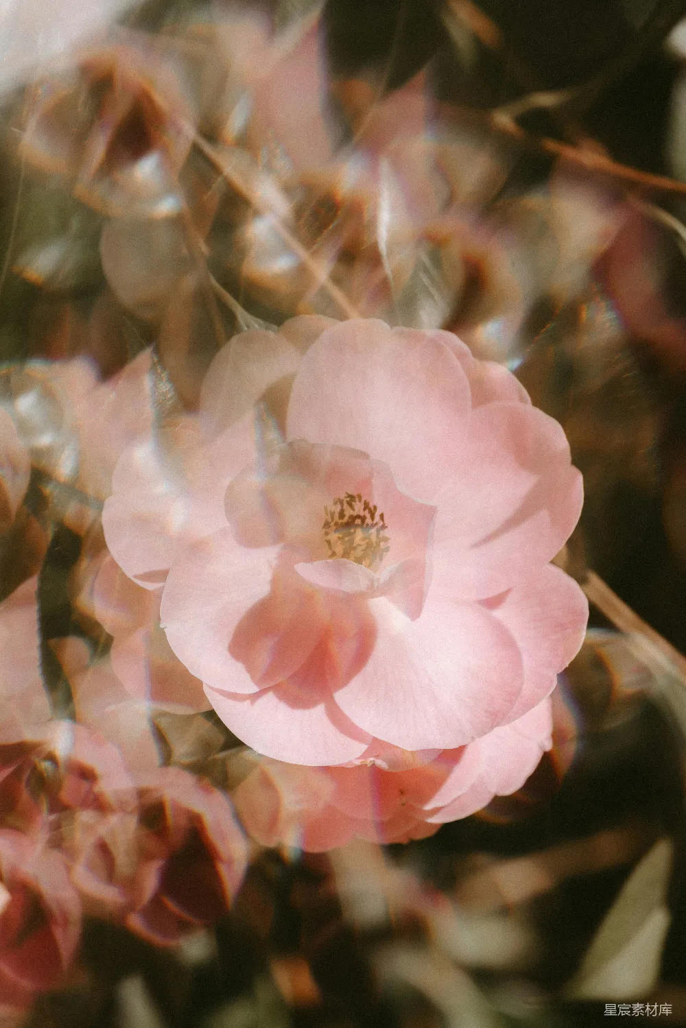 高清摄影 实验性 壁纸 粉红花朵