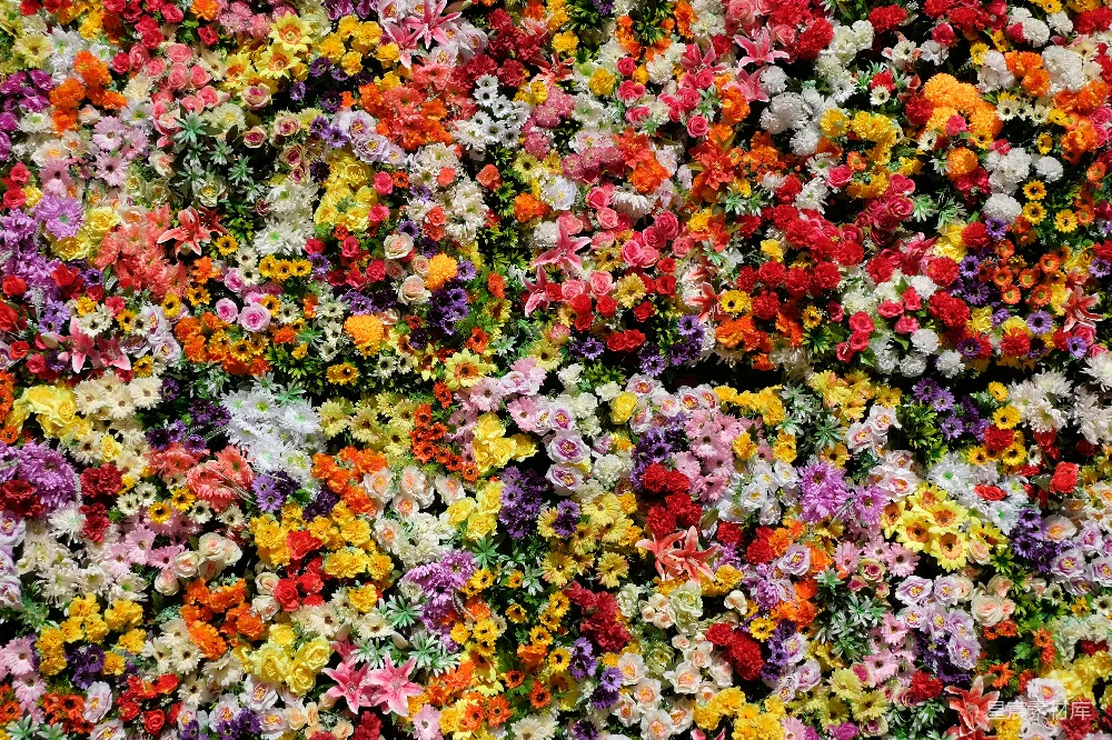 高清摄影  红黄白花花瓣