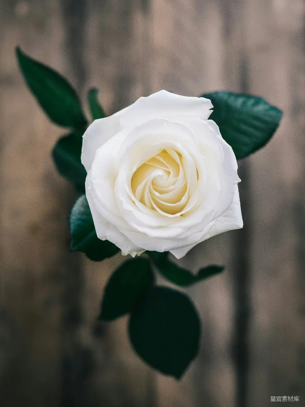 高清摄影 白玫瑰 花卉 自然 静谧 爱情 白玫瑰相片