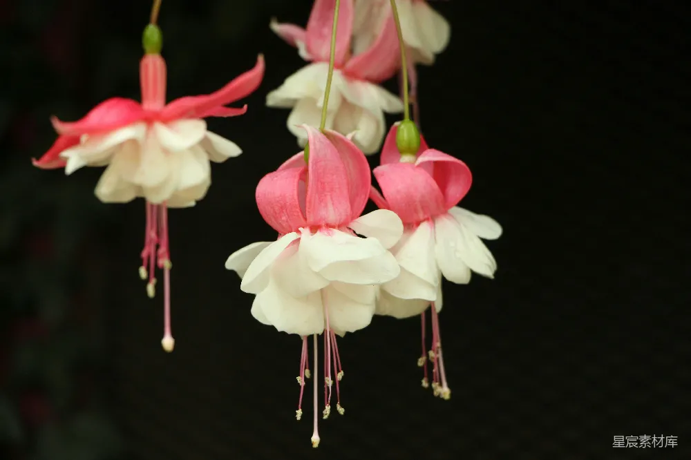 高清摄影 白粉两色花瓣的花朵