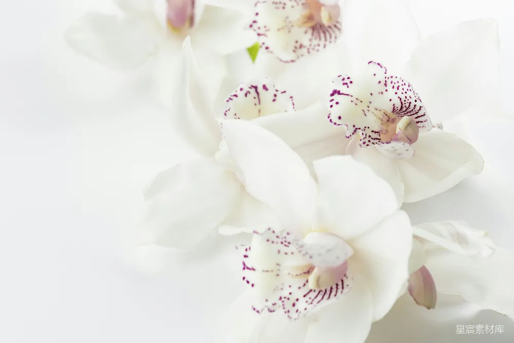 高清摄影  白紫兰花花