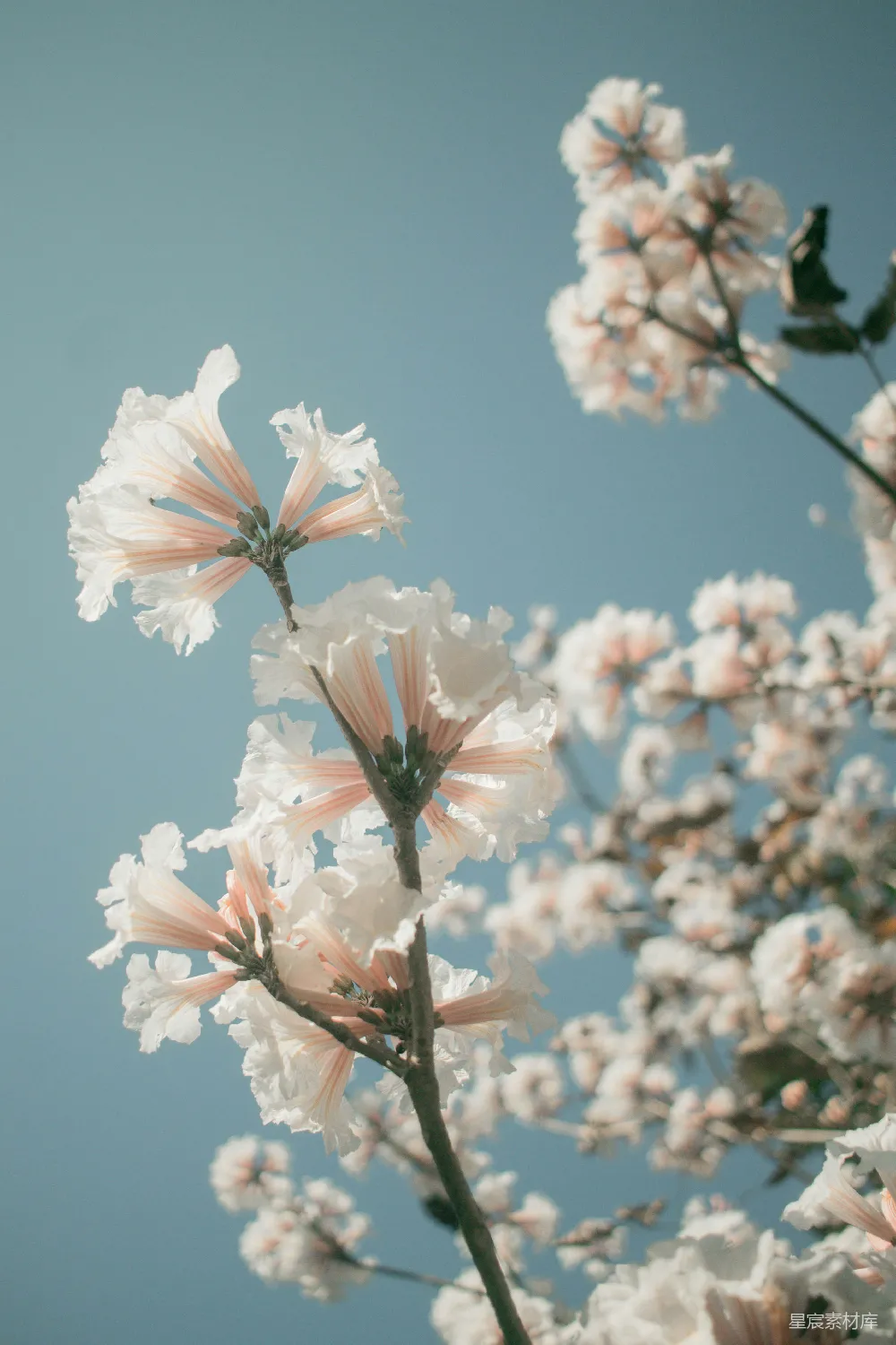 高清摄影  粉红色花瓣的花朵