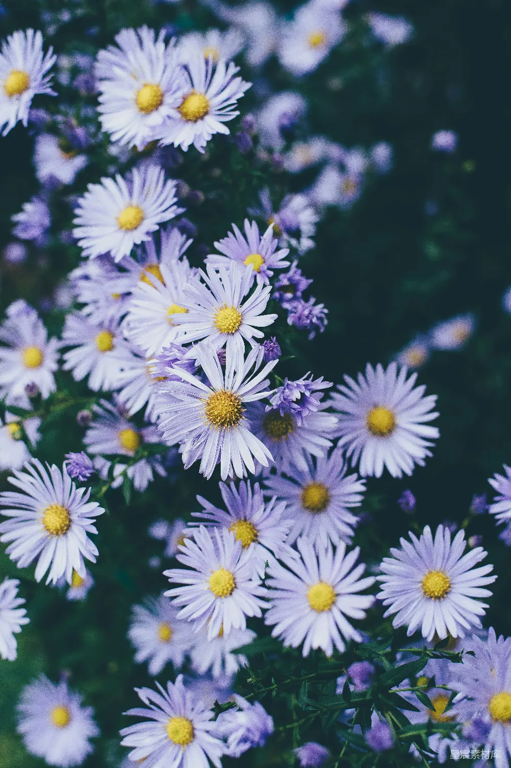 高清摄影 自然 白花瓣花朵的特写摄影