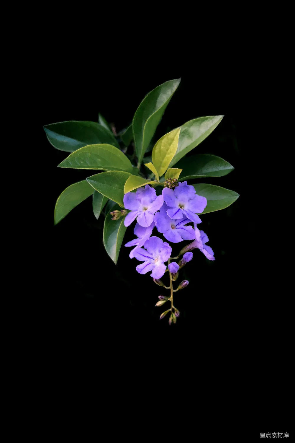 高清摄影 紫色花瓣的花卉特写照片