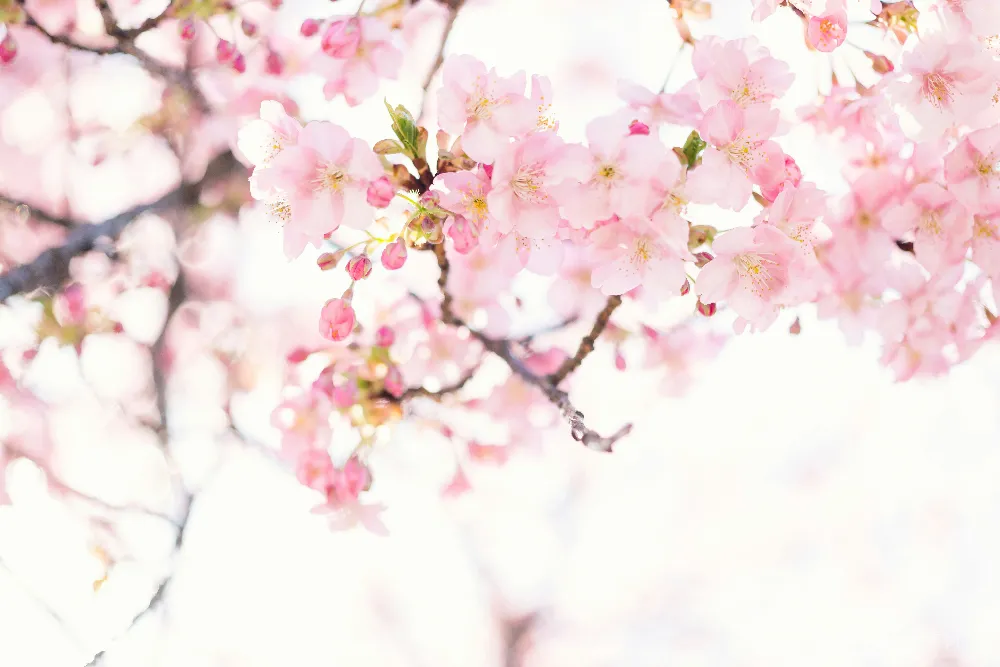 高清摄影 樱花 春天 自然 粉色 美景 绯红樱花花蕾