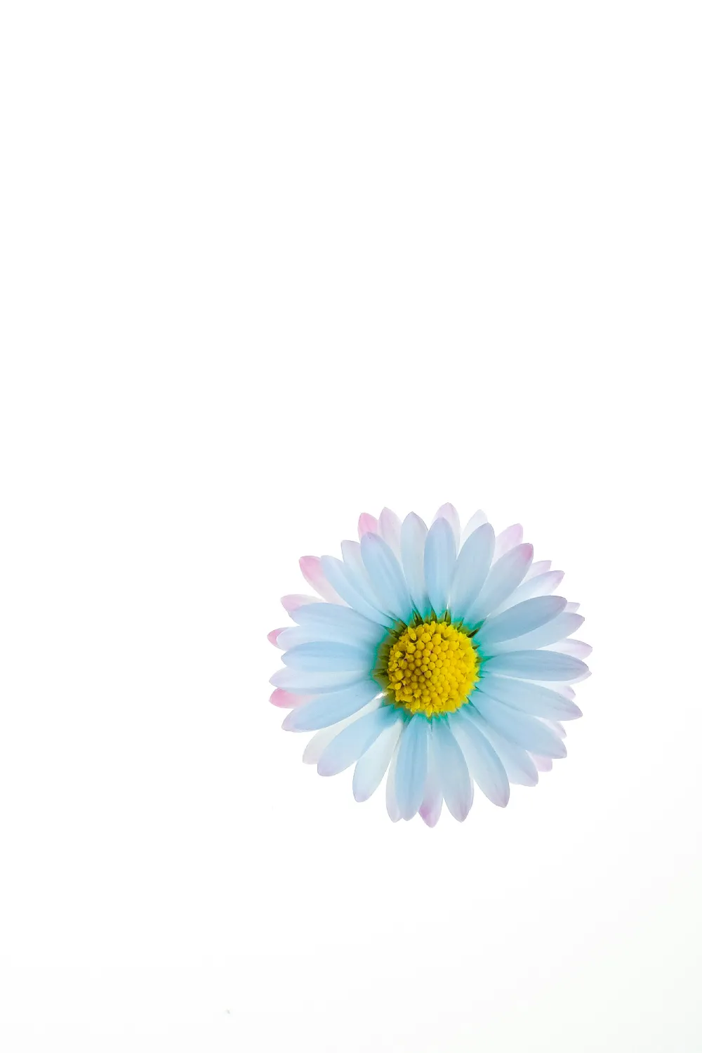 高清摄影  紫色和黄色的花插图