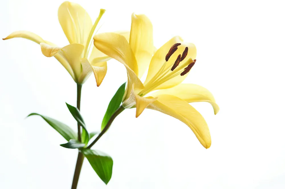 高清摄影 白底黄花 Tulip花卉