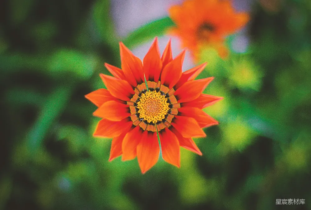 高清摄影 浅聚焦效果的橙花照片