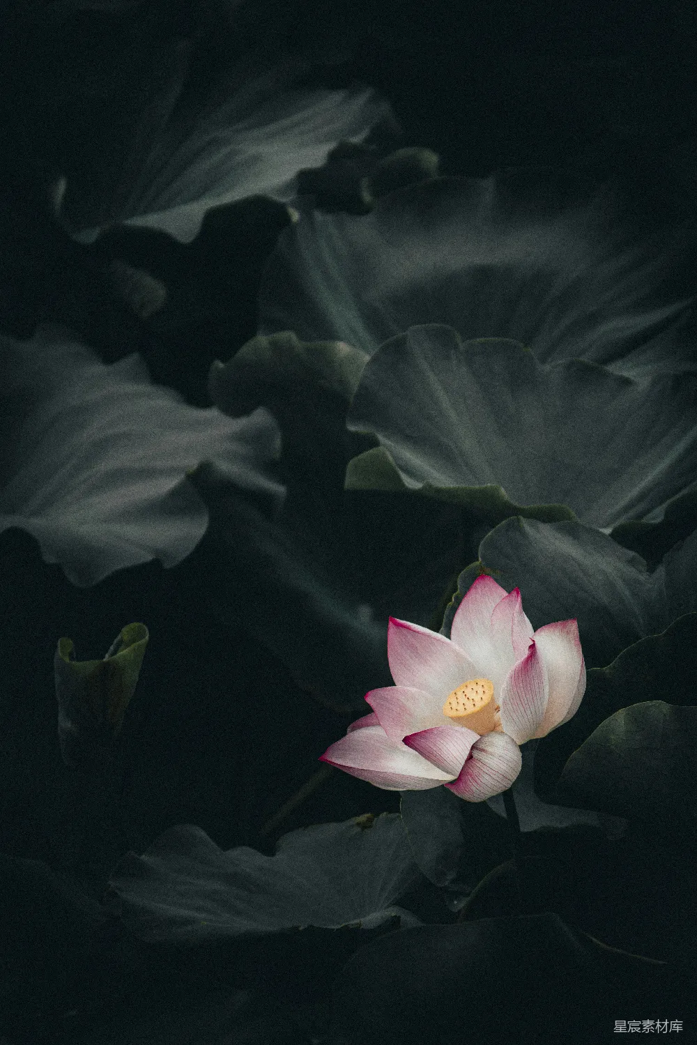 高清摄影 自然 粉色和白色花瓣的花卉特写照片