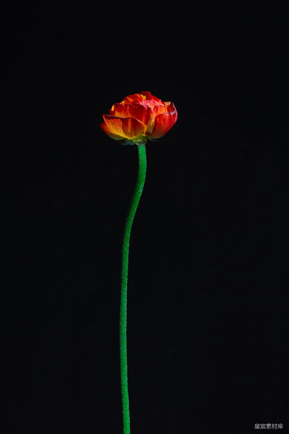 高清摄影 花朵 剪影 自然 单株 宁静 红花瓣花的极简主义摄影
