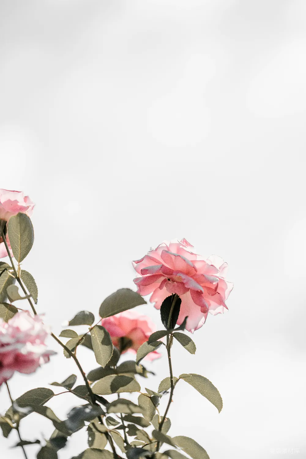 高清摄影  粉红色花瓣的花朵