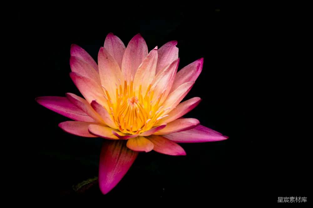 高清摄影 莲花 自然 花卉 静谧 摄影 粉白相间的花朵