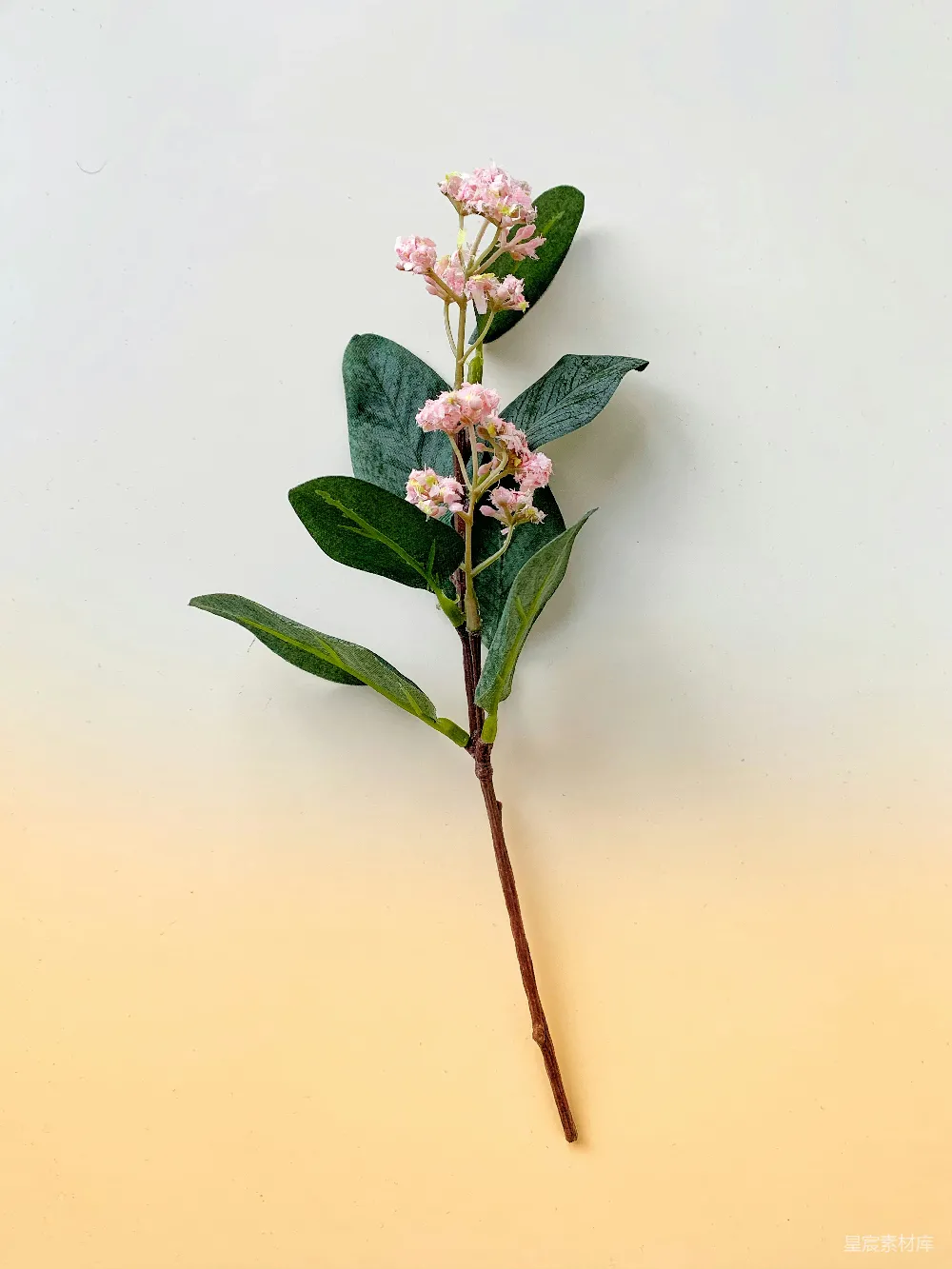 高清摄影  粉色和白色的花朵配以绿色的叶子