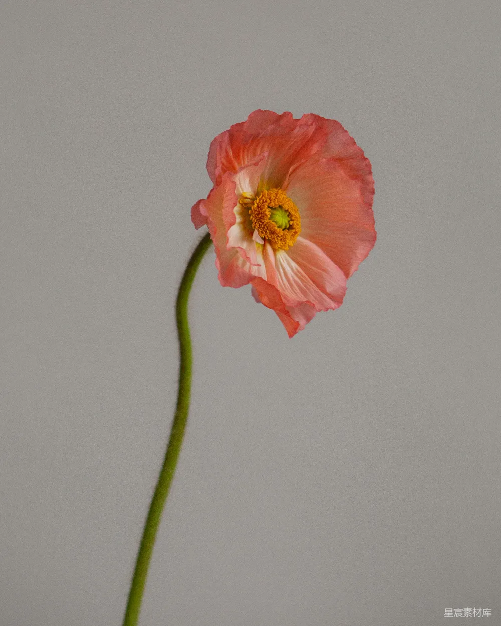 高清摄影  粉红色的花朵带着绿色的茎