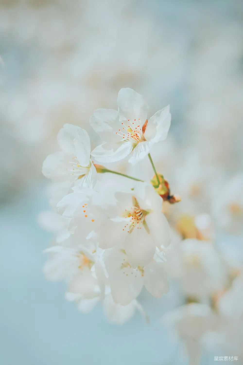 高清摄影 自然 壁纸 春天 近景拍摄的白色樱花 blossoming