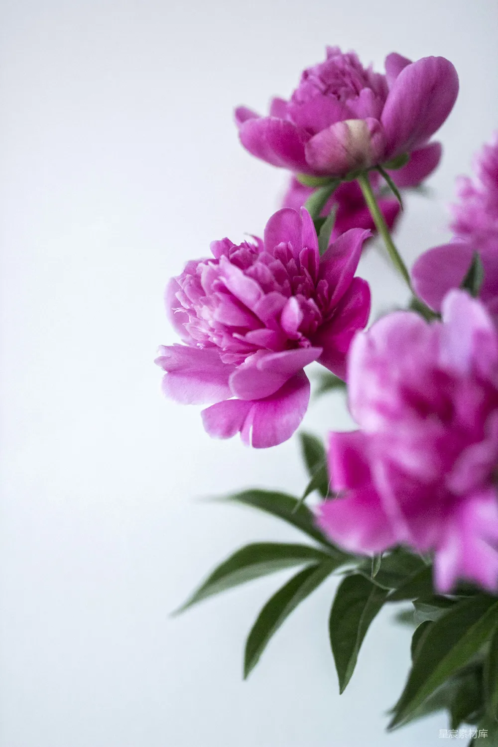高清摄影  白色背景上的紫色花瓣花