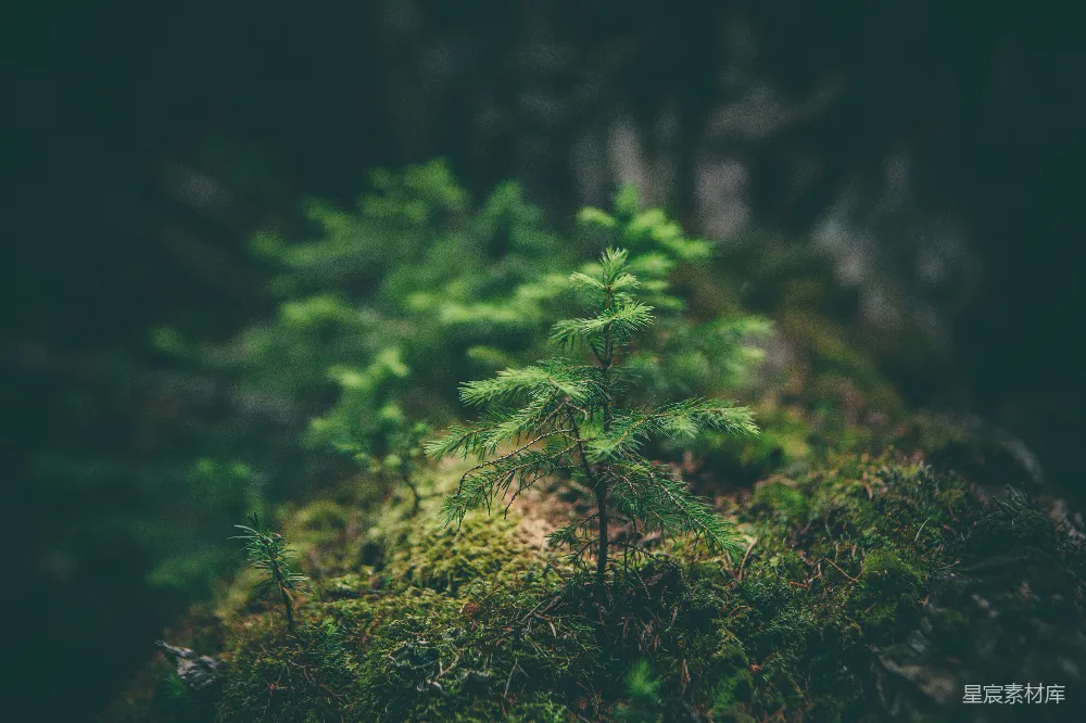 高清摄影 自然 选择性拍摄绿叶植物