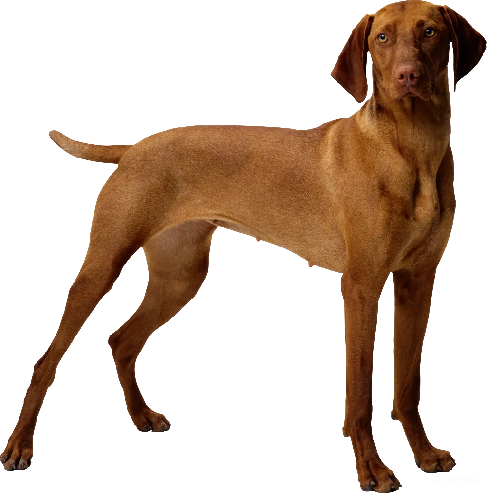 元素素材 宠物 狗 猎犬 匈牙利维兹拉犬