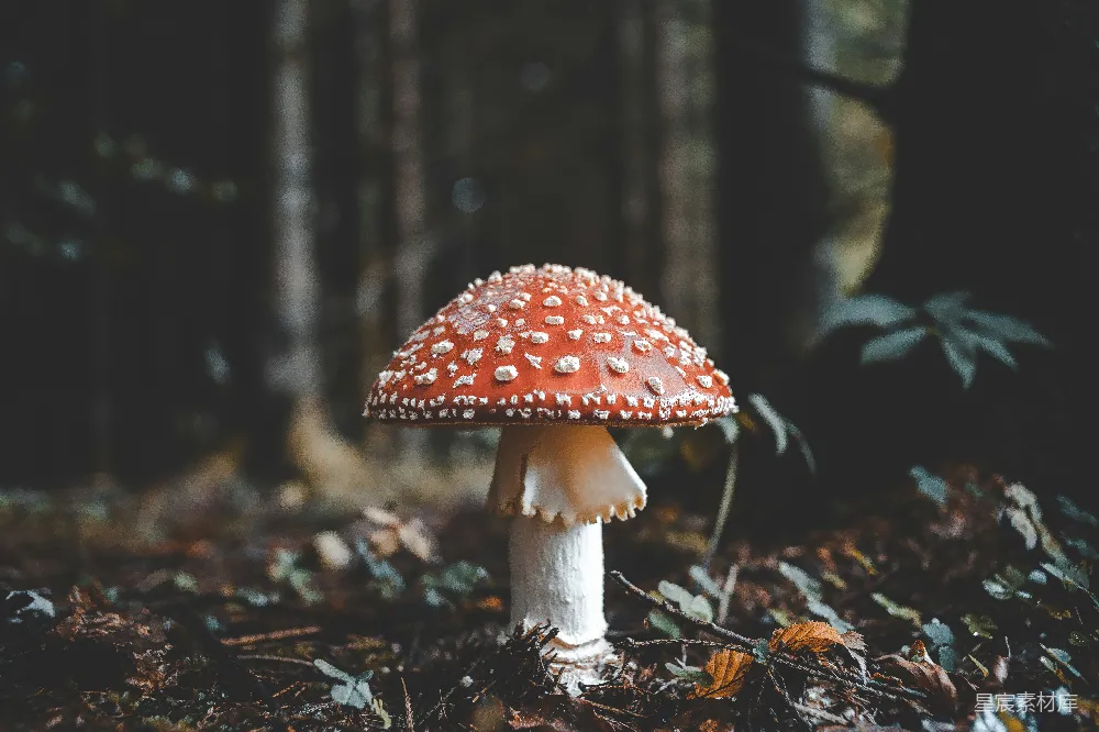 高清摄影 自然 红白蘑菇