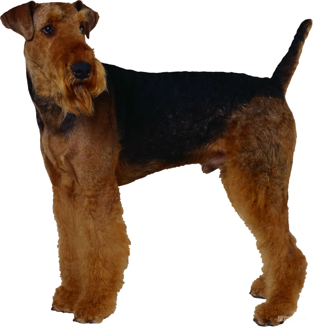 元素素材 宠物 动物 品种 爱尔兰梗犬