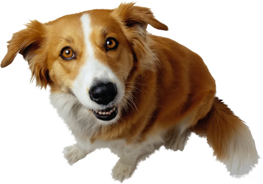 元素素材 元素 狗