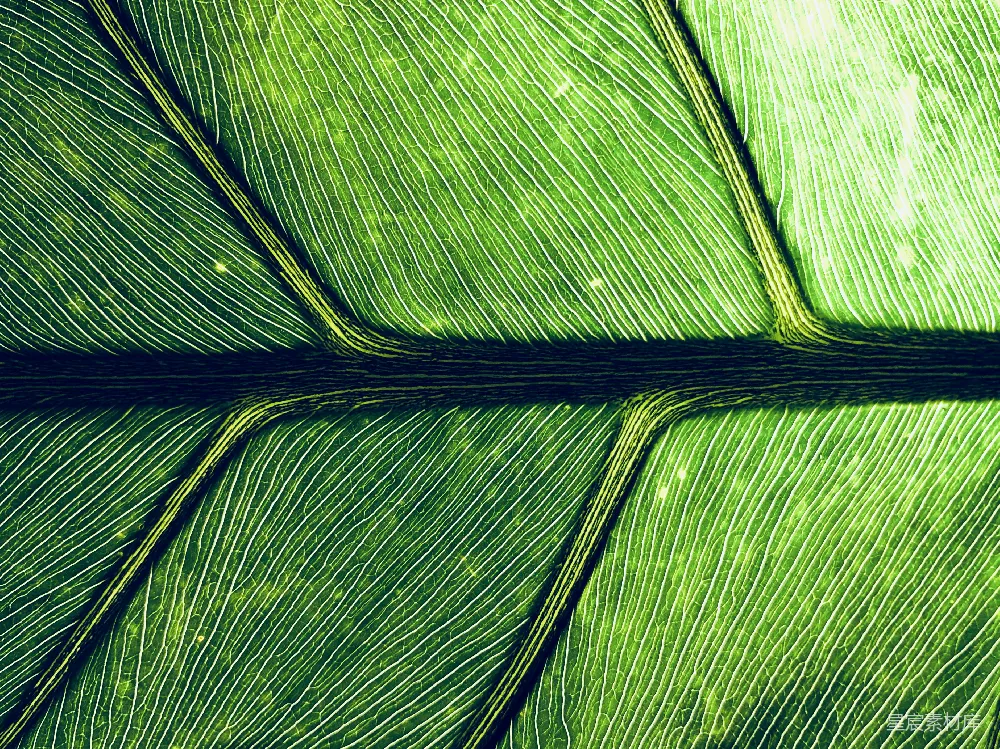 高清摄影 自然 绿色叶子的 macro 照片