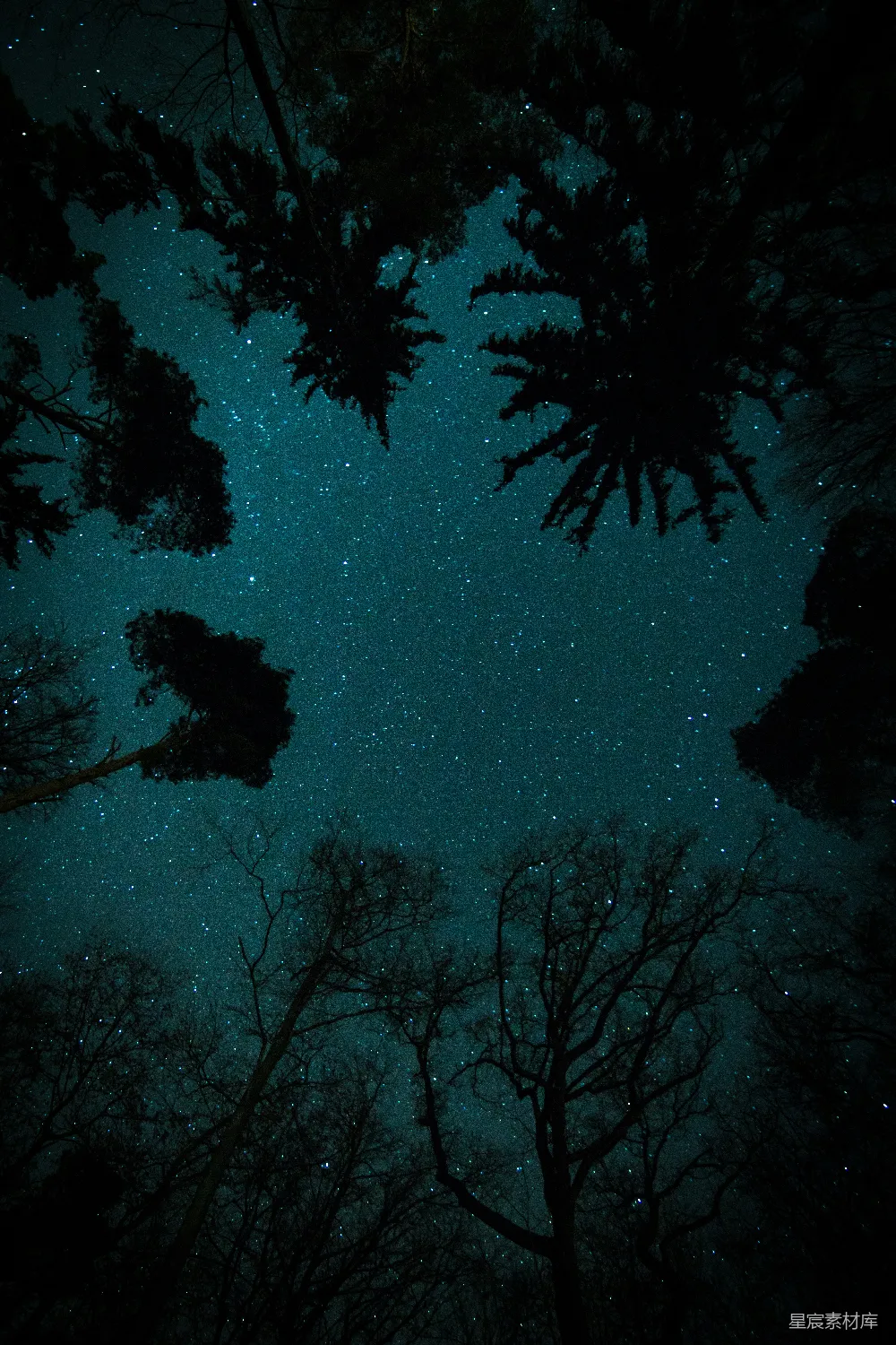 高清摄影 星下树影