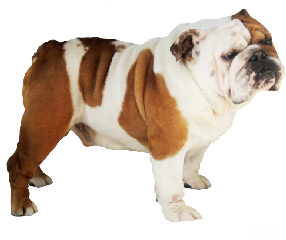元素素材 元素 bulldog