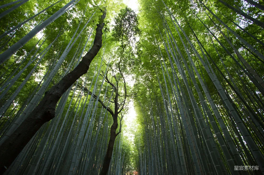 高清摄影 自然 白天低角度拍摄绿色树叶树木的照片