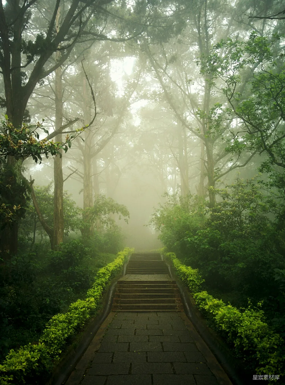 高清摄影 壁纸 树木和植物