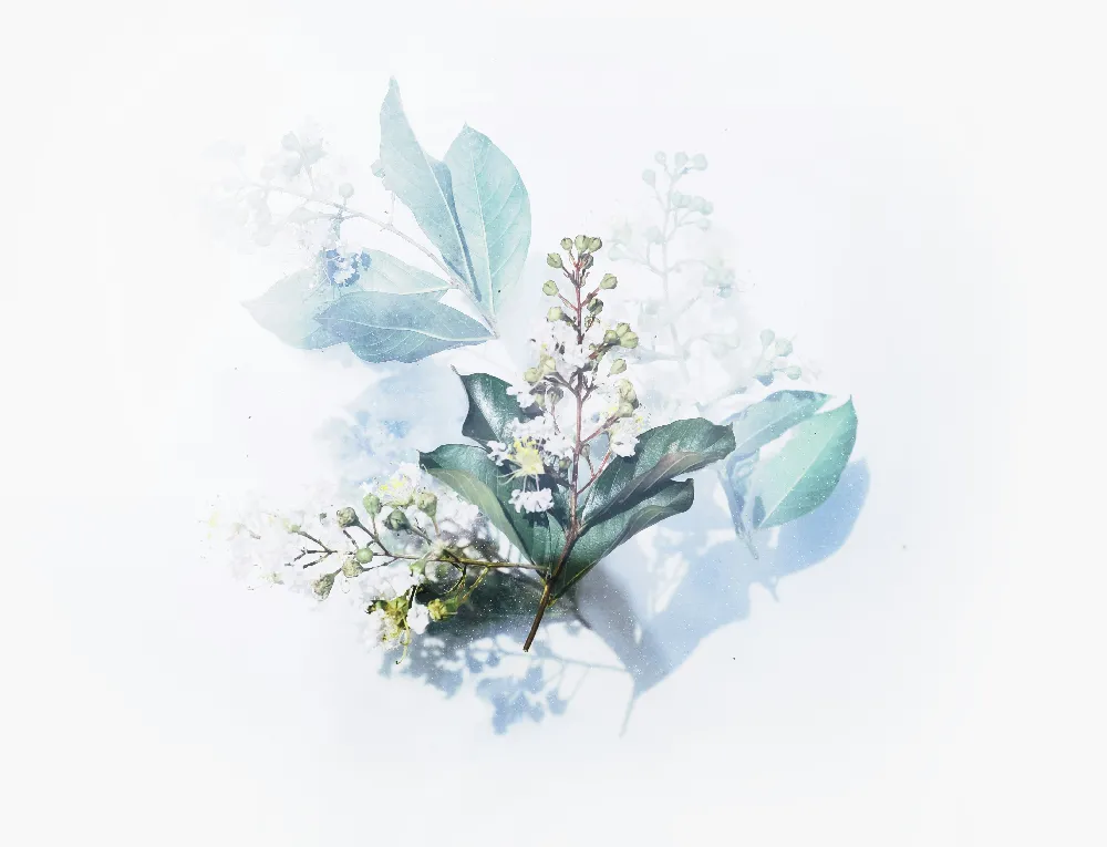 高清摄影 自然 白色开花植物艺术作品