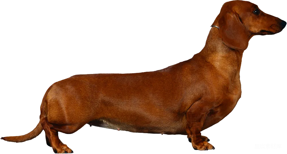 元素素材 标准的长毛腊肠犬