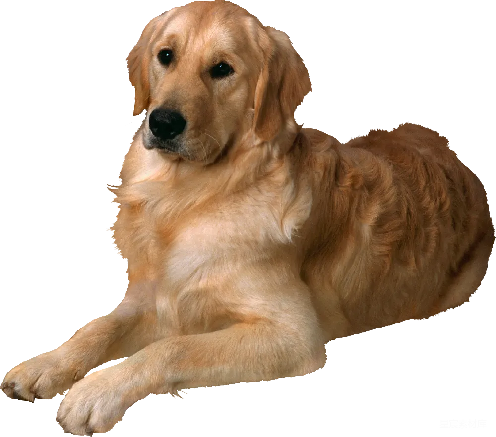 元素素材 宠物 狗 自然 金毛寻回犬