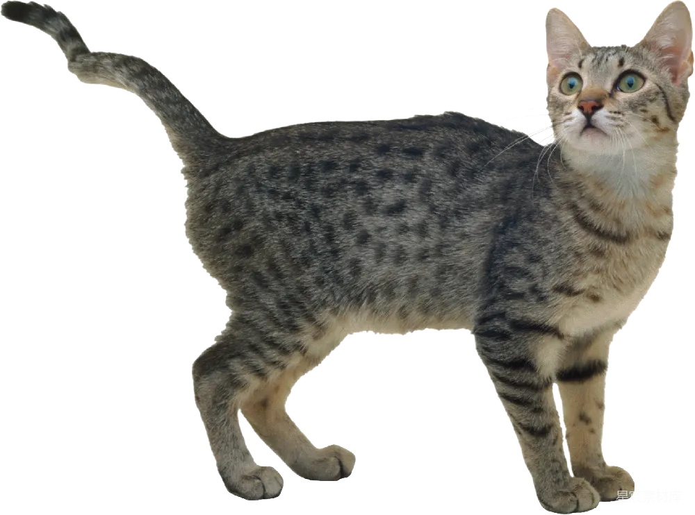 元素素材 元素 猫