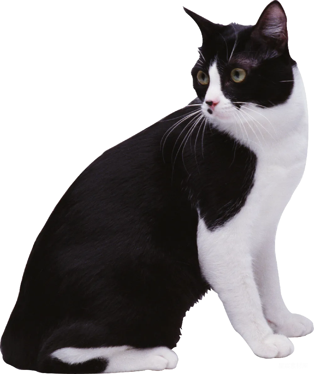 元素素材 猫